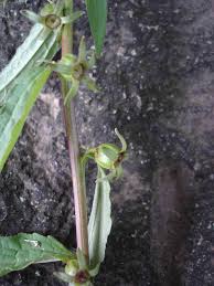 Attēlu rezultāti vaicājumam “Campanula rapunculoides bud”