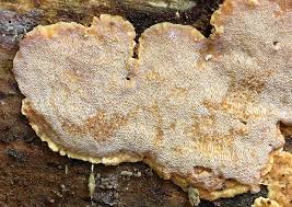 Attēlu rezultāti vaicājumam “Rigidoporus crocatus”