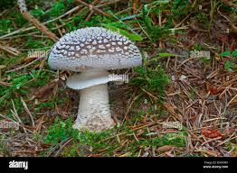 Attēlu rezultāti vaicājumam “Amanita excelsa”