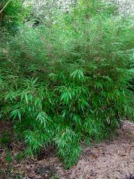 Attēlu rezultāti vaicājumam “Cribraria rufa”