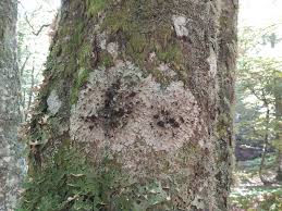 Attēlu rezultāti vaicājumam “Lobaria amplissima”