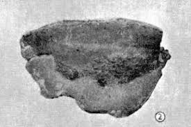 Attēlu rezultāti vaicājumam “Perenniporia medulla-panis”
