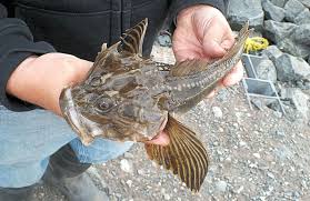 Image result for Myoxocephalus quadricornis