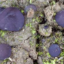 Attēlu rezultāti vaicājumam “Diderma crustaceum”