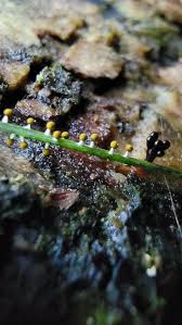 Attēlu rezultāti vaicājumam “Cribraria ferruginea stalked”