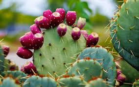 Attēlu rezultāti vaicājumam “Carex dioica fruit”