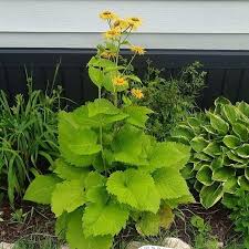 Image result for Telekia speciosa