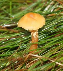 Attēlu rezultāti vaicājumam “Cystoderma amianthinum”