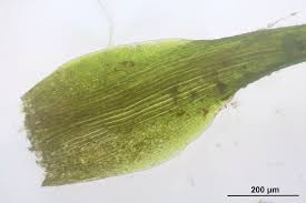 Attēlu rezultāti vaicājumam “Pleuridium subulatum”