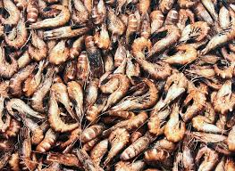 Attēlu rezultāti vaicājumam “Crangon crangon”