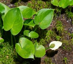 Attēlu rezultāti vaicājumam “Calla palustris leaf”