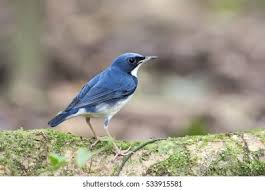 Image result for Luscinia cyane