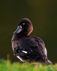 Attēlu rezultāti vaicājumam “Aythya fuligula”