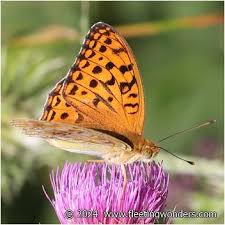 Attēlu rezultāti vaicājumam “Argynnis adippe male”