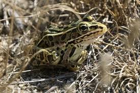 Image result for Essex Leopards