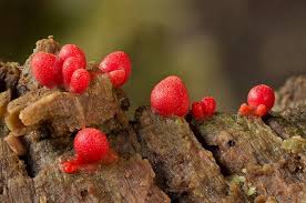 Attēlu rezultāti vaicājumam “Lycogala conicum”