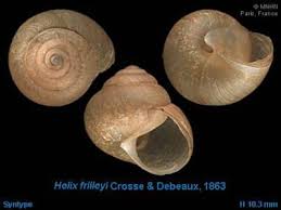 Attēlu rezultāti vaicājumam “Fruticola fruticum”