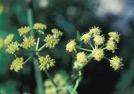 Attēlu rezultāti vaicājumam “Levisticum officinale”