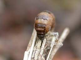 Attēlu rezultāti vaicājumam “Psyche casta”