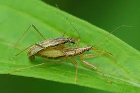 Attēlu rezultāti vaicājumam “Nabis limbatus”