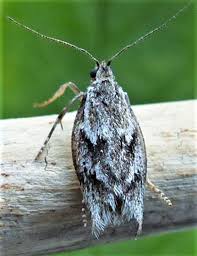 Attēlu rezultāti vaicājumam “Diurnea lipsiella male”