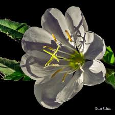 Attēlu rezultāti vaicājumam “Onagraceae”