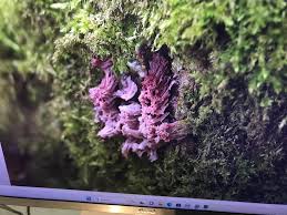 Attēlu rezultāti vaicājumam “Amaurochaete fusiformis”