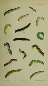 Attēlu rezultāti vaicājumam “Melanchra persicariae larva”