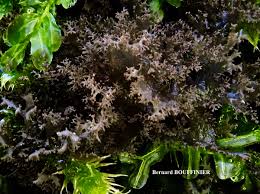 Attēlu rezultāti vaicājumam “Leptogium lichenoides”