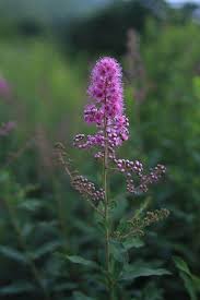 Attēlu rezultāti vaicājumam “Spiraea salicifolia”