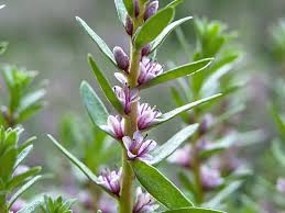 Attēlu rezultāti vaicājumam “Glaux maritima”