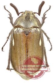 Attēlu rezultāti vaicājumam “Meloe sp. imago”