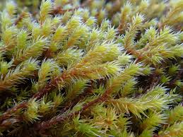 Attēlu rezultāti vaicājumam “Hedwigia ciliata sporophyte”