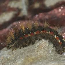 Attēlu rezultāti vaicājumam “Acronicta rumicis larva”