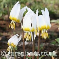 Attēlu rezultāti vaicājumam “Erythronium sibiricum”