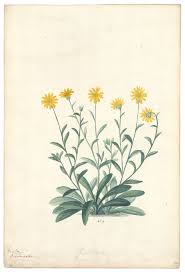 Image result for Inula hirta