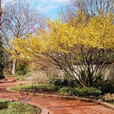 Attēlu rezultāti vaicājumam “Hamamelis virginiana”