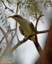 Image result for Coccyzus americanus