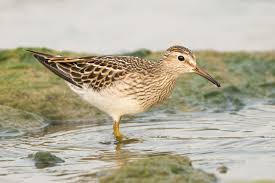 Image result for Calidris melanotos