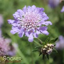 Image result for Scabiosa col.`Butterfly Blue`
