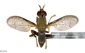 Attēlu rezultāti vaicājumam “Coremacera marginata”