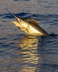 Image result for Makaira nigricans