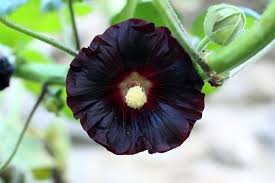 Image result for Alcea rosea nigra