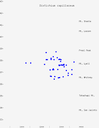 Attēlu rezultāti vaicājumam “Distichium capillaceum”