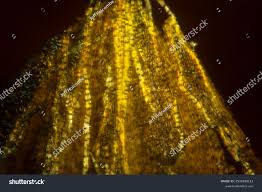 Attēlu rezultāti vaicājumam “Orthotrichum anomalum sporophyte”