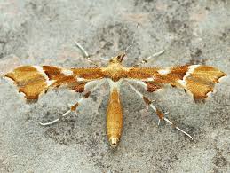 Attēlu rezultāti vaicājumam “Cnaemidophorus rhododactyla”