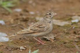 Image result for Calandrella brachydactyla