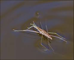 Attēlu rezultāti vaicājumam “Aquarius najas”