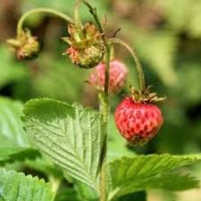 Attēlu rezultāti vaicājumam “Fragaria moschata”