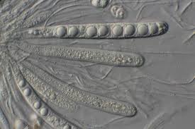 Attēlu rezultāti vaicājumam “Acrocordia gemmata”